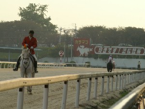 091030　日本最高齢誘導馬　パクじぃは今日も元気でした。