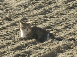 2010年元旦　川崎競馬場の猫　２