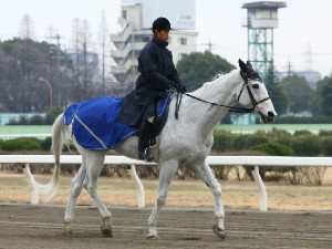 名古屋競馬の誘導馬　１