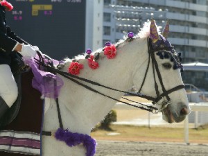 川崎競馬の誘導馬　１月後半開催　平場Ｖｅｒ　トライアンフトーチ　２