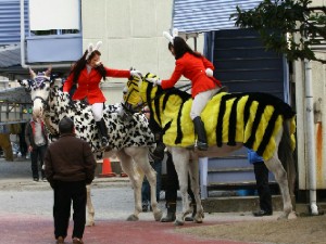 川崎競馬の誘導馬　１月開催　猛虎特別Ｖｅｒ　１