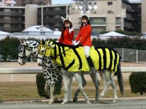 川崎競馬の誘導馬　１月開催　猛虎特別Ｖｅｒ　２