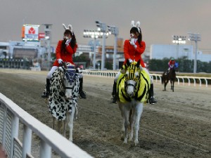 川崎競馬の誘導馬　１月開催　猛虎特別Ｖｅｒ　３