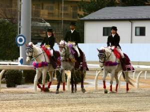 川崎競馬の誘導馬　１月開催　Ｇ１　３頭立てＶｅｒ