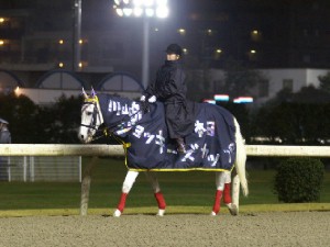 川崎競馬の誘導馬　１１月開催　川崎ジョッキーズＣＶｅｒ２