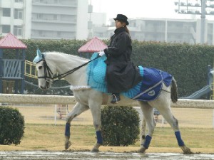 川崎競馬の誘導馬　２月平場Ｖｅｒその１　３