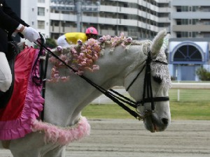川崎競馬の誘導馬　４月開催　桜Ｖｅｒ　ユーちゃん　３.jpg