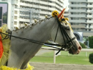 川崎競馬の誘導馬　８月開催　ひまわりＶｅｒ　シロくん　３
