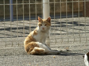 川崎競馬場の猫　１