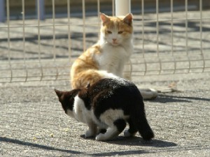 川崎競馬場の猫　２