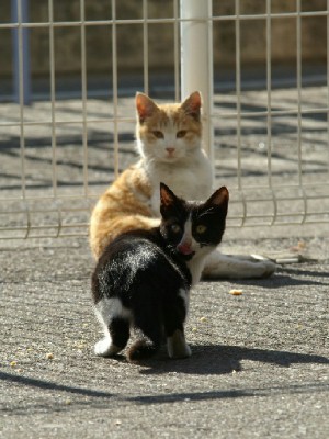 川崎競馬場の猫　３