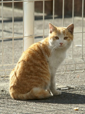 川崎競馬場の猫　４