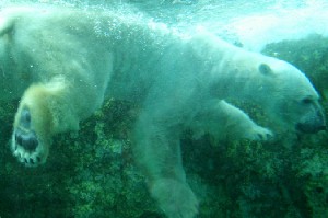 泳ぐ北極グマ